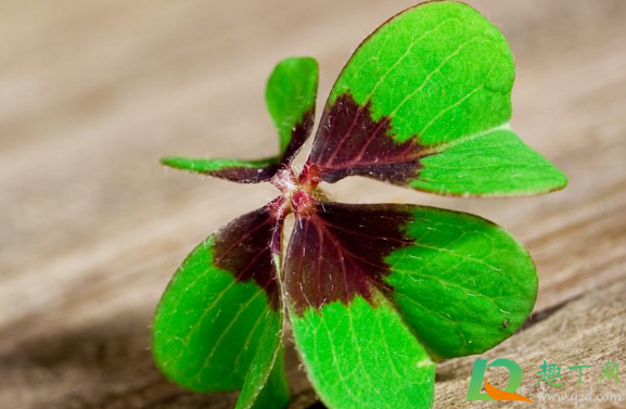 三叶草和醡浆草是一个东西吗(酢浆草和四叶草)