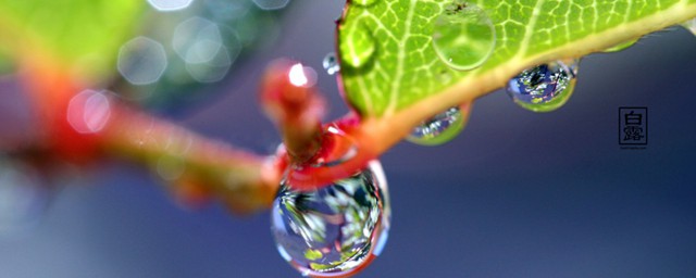 白露是什么意思(24节气白露是什么意思)