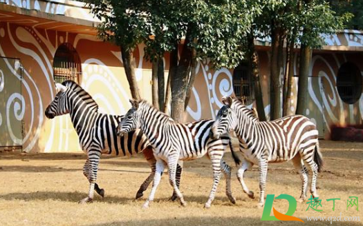 武汉野生动物王国几点开门几点关门(武汉野生动物园几点开门)