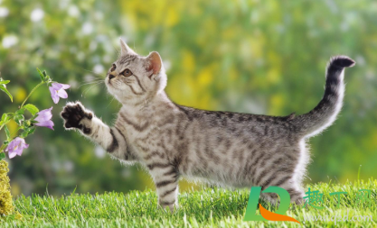 猫传腹干性和湿性哪个严重(猫传腹 干性)