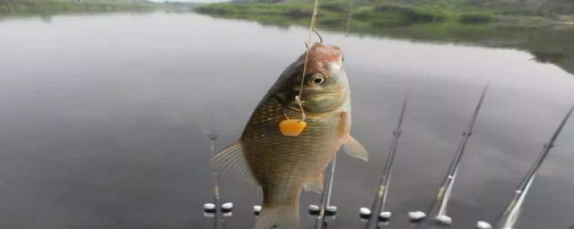 冬天怎么用三米四的鱼竿钓鱼(冬天野钓用几米的鱼竿)