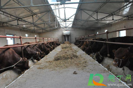 2021养牛的利润与成本是多少(2020年养殖牛的成本及利润) 2021养牛的利润与成本是多少(2020年养殖牛的成本及利润)