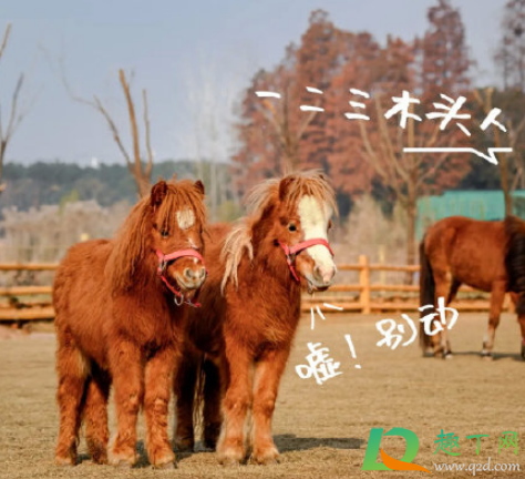 武汉野生动物王国值得去吗(武汉动物园和武汉野生动物王国哪个好玩)