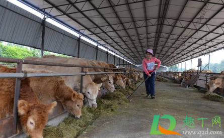 2021养牛的利润与成本是多少(2020年养殖牛的成本及利润) 2021养牛的利润与成本是多少(2020年养殖牛的成本及利润)