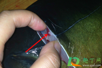 鲤鱼没有抽筋吃了会生病吗(鲤鱼不抽筋吃下去会有什么后果) 鲤鱼没有抽筋吃了会生病吗(鲤鱼不抽筋吃下去会有什么后果)