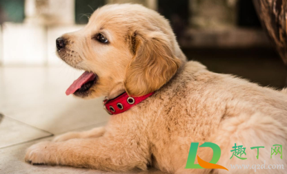 狗身上什么寄生虫会感染人(人会感染狗身上的寄生虫吗) 狗身上什么寄生虫会感染人(人会感染狗身上的寄生虫吗)