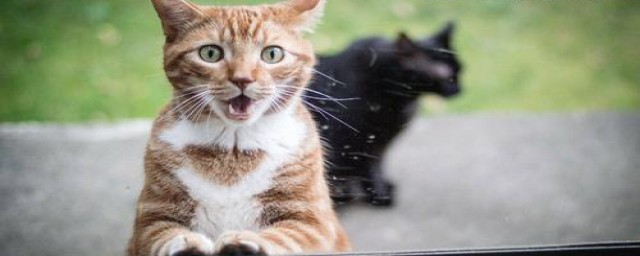 关于猫的幽默故事分享(猫的小故事)