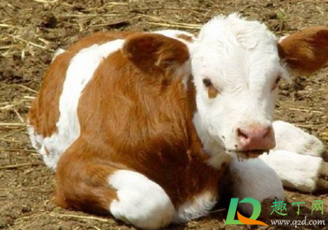 2021年养牛好还是养猪好(2021年养牛的前景好不好)