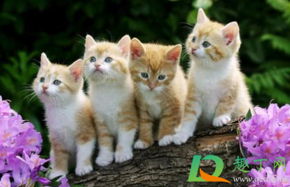 猫得传腹后能活多久(猫传腹后期还能活多久) 猫得传腹后能活多久(猫传腹后期还能活多久)