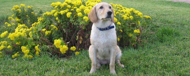 为什么养拉布拉多犬的人越来越少？(拉布拉多养的人多吗)