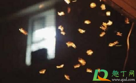 飞蛾在墙上不动是在产卵吗(墙上的飞蛾卵) 飞蛾在墙上不动是在产卵吗(墙上的飞蛾卵)