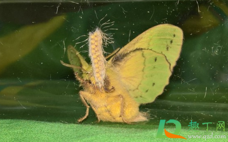 飞蛾在墙上不动是在产卵吗(墙上的飞蛾卵) 飞蛾在墙上不动是在产卵吗(墙上的飞蛾卵)