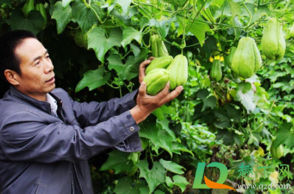 切佛手瓜手脱皮怎么办(切佛手瓜后手脱皮)
