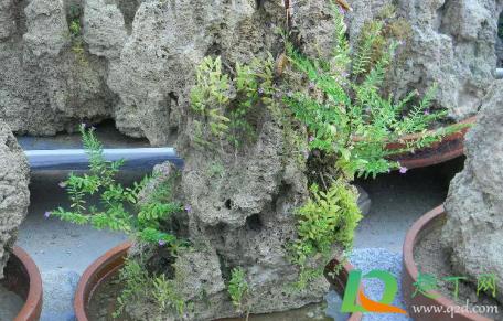 吸水石上种什么植物好成活(吸水石上栽什么植物好)