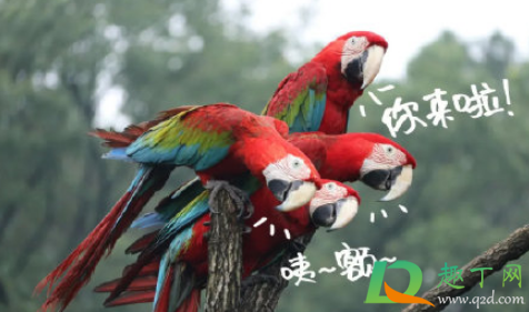 武汉野生动物王国值得去吗(武汉动物园和武汉野生动物王国哪个好玩)