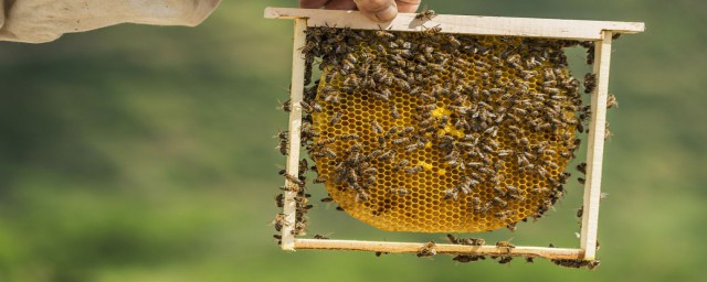 北方养什么蜜蜂比较好(北方可以养蜂蜜蜂吗)