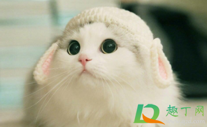 猫得传腹后能活多久(猫传腹后期还能活多久) 猫得传腹后能活多久(猫传腹后期还能活多久)