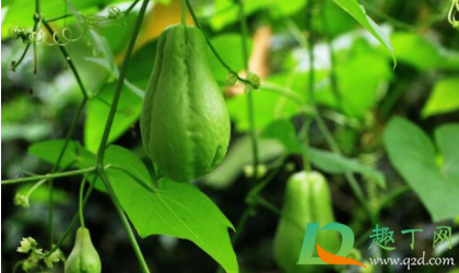 佛手瓜切了要怎么保存(切完佛手瓜后怎么清洗)