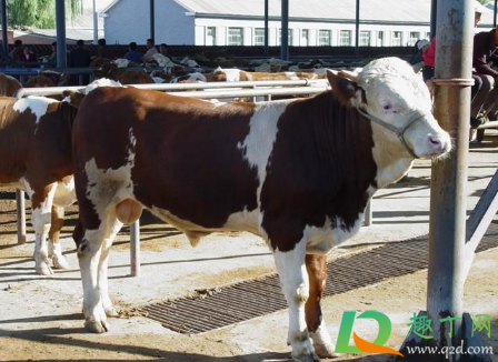 2021养牛的利润与成本是多少(2020年养殖牛的成本及利润)