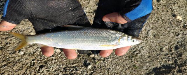 红虫上钩四种钓法(红虫作钓用什么钩好)