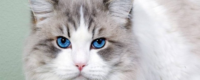 具体品种介绍(品种和名称)