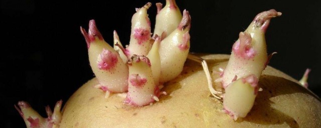 发芽的土豆有毒吗(发芽的土豆有毒吗发芽的地方签了还有毒吗?)