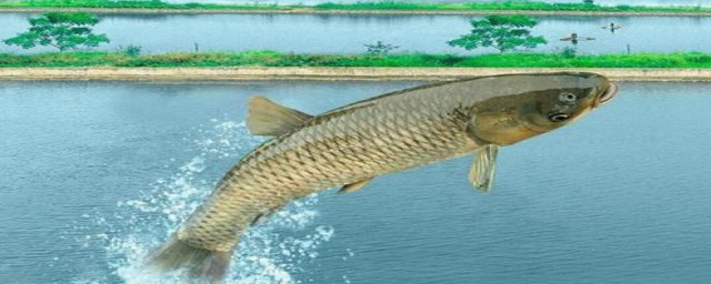 夏季山体水库钓鲤鱼技巧(夏天水库钓鲤鱼技巧)