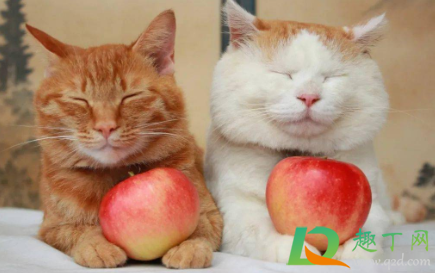 猫得传腹概率高不高(猫有多大几率得猫传腹)