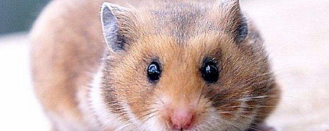 仓鼠简介(仓鼠简介50字左右)