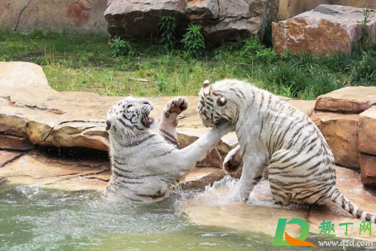 武汉野生动物王国什么时候开门(武汉野生动物园王国什么时候开园?)