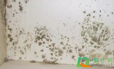 为什么冬天墙体发霉(夏季墙体发霉) 为什么冬天墙体发霉(夏季墙体发霉)