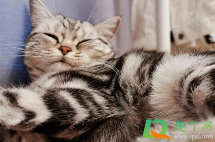 猫得传腹概率高不高(猫有多大几率得猫传腹)