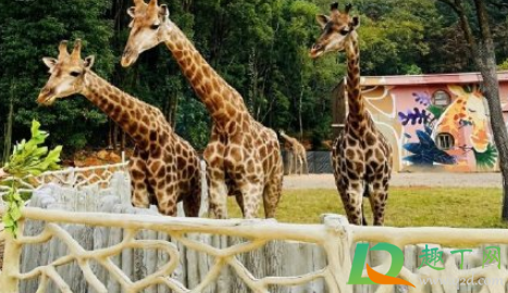 武汉野生动物王国值得去吗(武汉动物园和武汉野生动物王国哪个好玩)