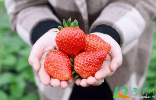 草莓用保鲜膜包着好还是不包好(草莓用保鲜膜包住会坏么) 草莓用保鲜膜包着好还是不包好(草莓用保鲜膜包住会坏么)