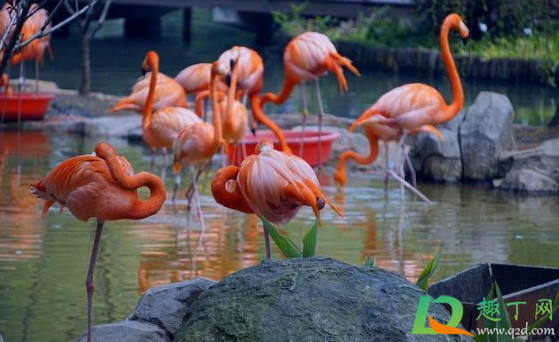 ​武汉野生动物王国在哪里