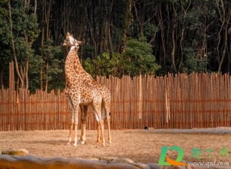 武汉野生动物王国开业了吗(武汉市动物王国开放没) 武汉野生动物王国开业了吗(武汉市动物王国开放没)