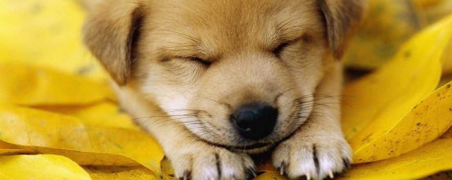 保护动物人人有责(保护动物人人有责作文)