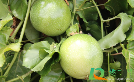 百香果皱皮是不新鲜吗(百香果怎么会皱皮)