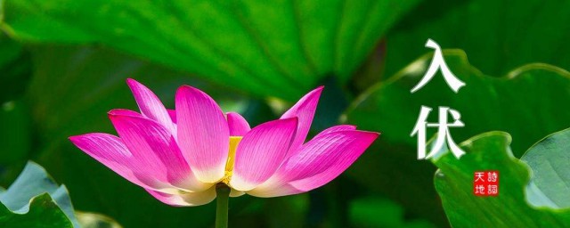 三伏天怎么饮食(三伏天如何饮食调理)