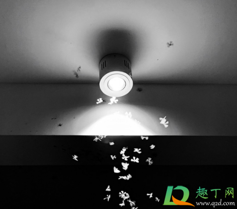 老人为什么说不能打死飞蛾(人死了飞蛾)