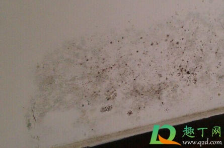 为什么冬天墙体发霉(夏季墙体发霉) 为什么冬天墙体发霉(夏季墙体发霉)