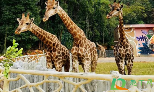 武汉野生动物王国电话是多少(武汉动物王国在哪里)