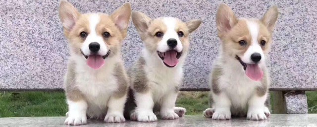 三种适合的宠物狗介绍(养宠物狗哪种狗最合适)