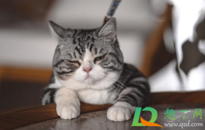 猫得传腹后能活多久(猫传腹后期还能活多久)