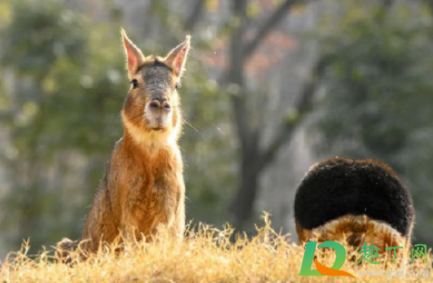 武汉野生动物王国值得去吗(武汉动物园和武汉野生动物王国哪个好玩)