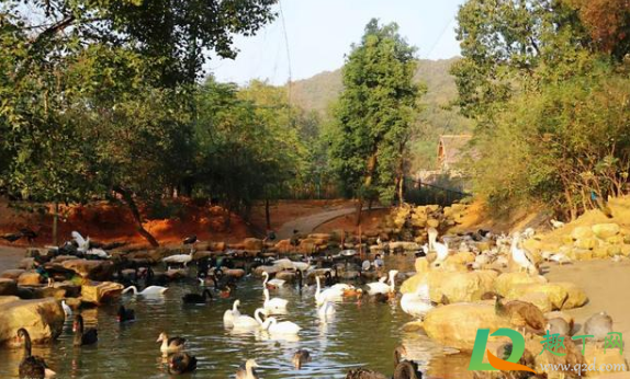 武汉野生动物王国电话是多少(武汉动物王国在哪里)