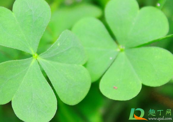 三叶草和醡浆草是一个东西吗(酢浆草和四叶草)