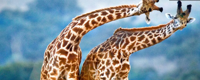 长颈鹿是最高的哺乳动物(比长颈鹿还高的动物是什么动物)