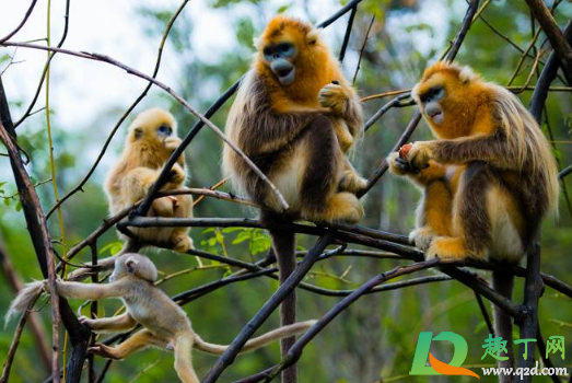 武汉野生动物王国门票怎么买(武汉动物园王国门票)