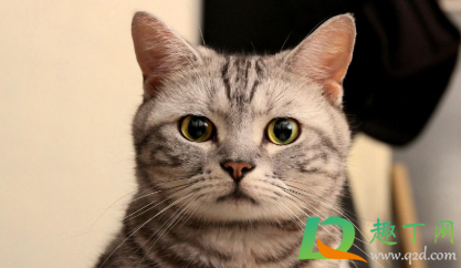 猫得传腹后能活多久(猫传腹后期还能活多久) 猫得传腹后能活多久(猫传腹后期还能活多久)